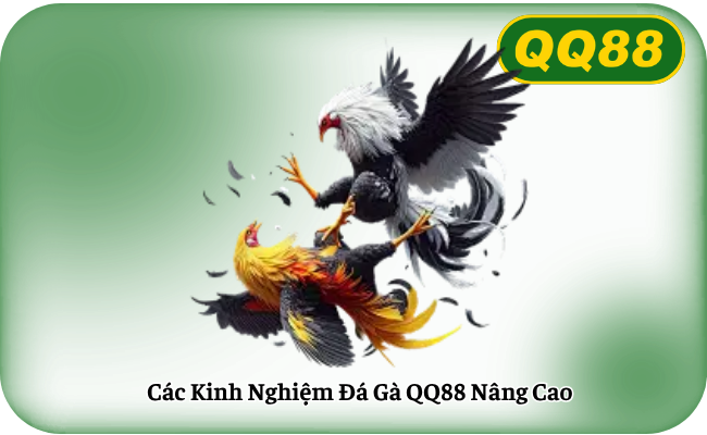 Các Kinh Nghiệm Đá Gà QQ88 Nâng Cao