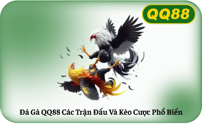 Đá Gà QQ88 Các Trận Đấu Và Kèo Cược Phổ Biến