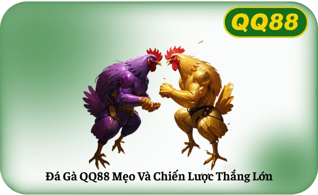 Đá Gà QQ88 Mẹo Và Chiến Lược Thắng Lớn